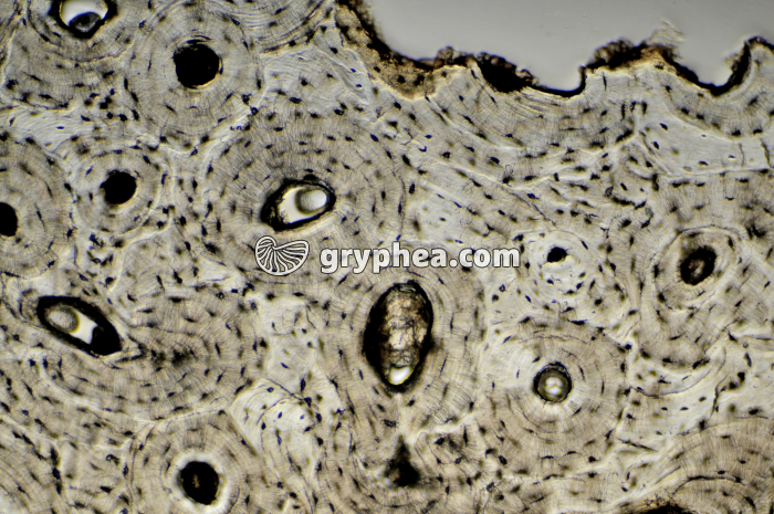 Os compact x40 - gryphea.com